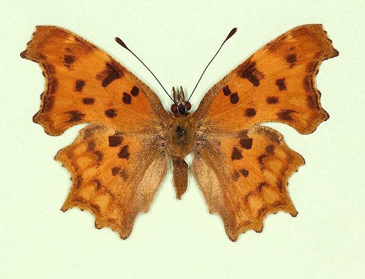 Polygonia c-album male (aberrant form hutchinsoni) (Internet Image property of respective owner, non-commercial use only)